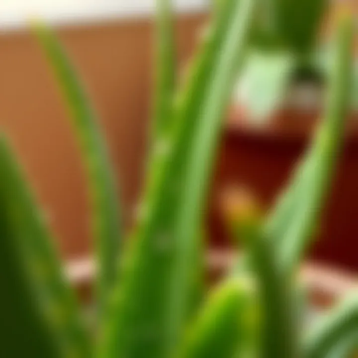 Dewy Aloe Vera Leaves Close-up of aloe vera leaves with dew