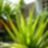 Lush green aloe vera plant in sunlight