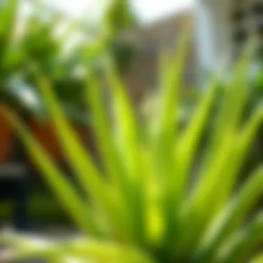 Aloe Vera in Natural Light Lush green aloe vera plant in sunlight