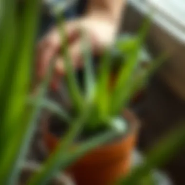 Planting Aloe Vera Aloe vera being planted in a pot with soil