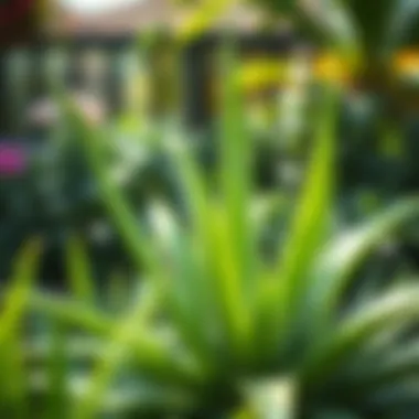 Thriving Aloe Vera in the Garden Healthy aloe vera plant thriving in a garden