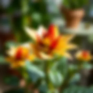 Antalyum Plant Care Guide Illustrative guide to the care and maintenance of Antalyum plants.