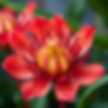 Stunning close-up of the Antalyum flower showcasing its vibrant colors and unique structure.