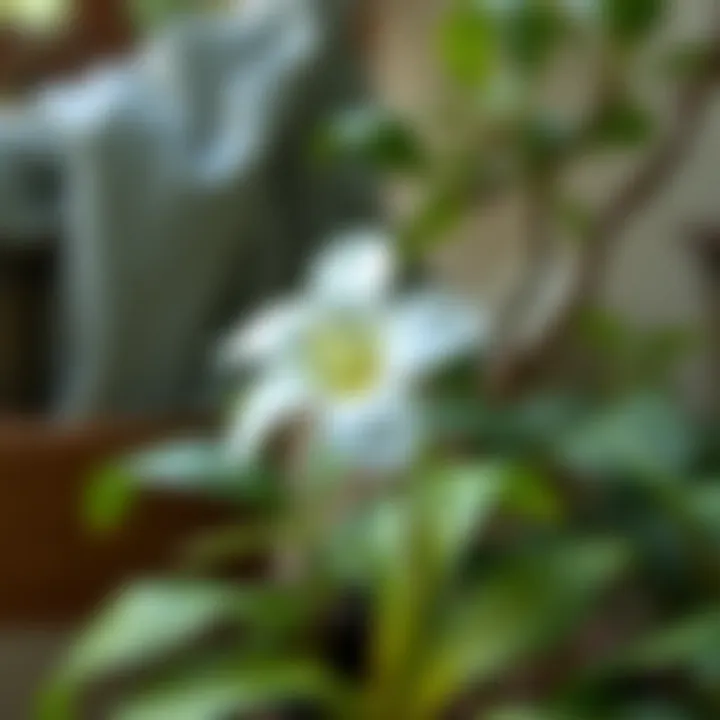 Nature-inspired design with peace flower