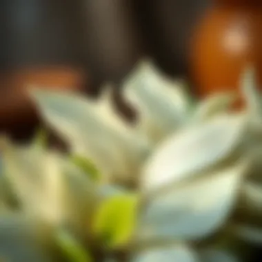 Delicate white tea leaves showcasing their unique appearance