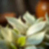 Delicate White Tea Leaves Delicate white tea leaves showcasing their unique appearance