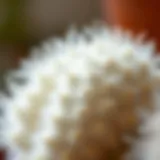 Close-up of a white fluffy cactus showcasing its unique texture and form