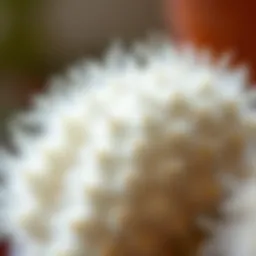 Close-up of a white fluffy cactus showcasing its unique texture and form
