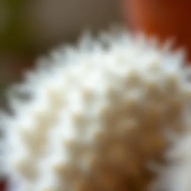 Unique Texture of White Fluffy Cactus Close-up of a white fluffy cactus showcasing its unique texture and form