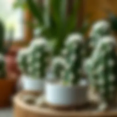 Optimal Growth Conditions for White Fluffy Cacti Illustration of the growth conditions needed for white fluffy cacti, highlighting light and soil requirements