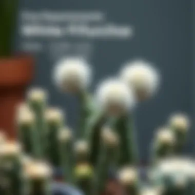 Watering Requirements for White Fluffy Cacti Infographic detailing the watering needs of white fluffy cacti, including frequency and amount