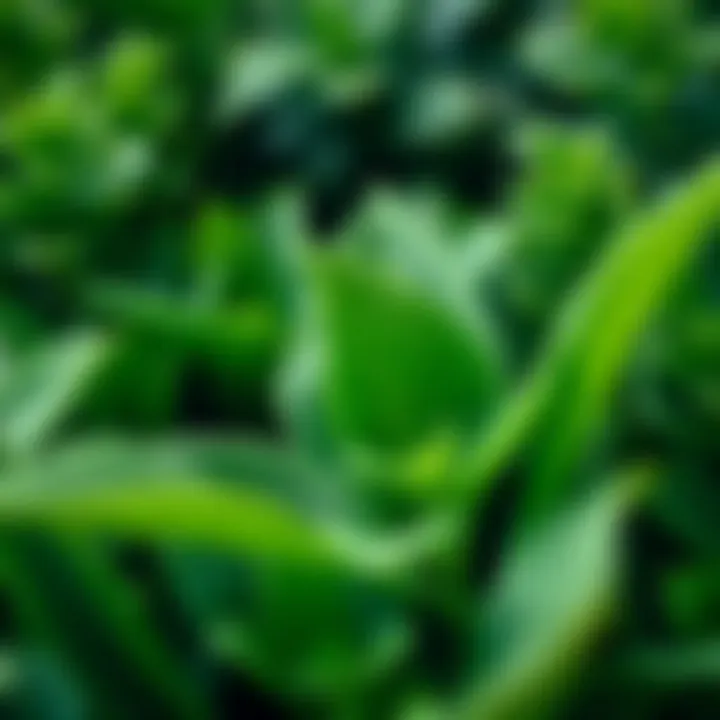 Close-up of a lush green border plant, illustrating its texture and beauty.