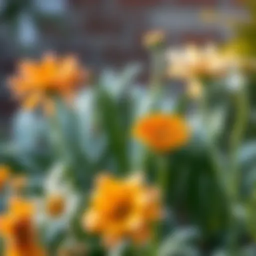 Vibrant cold-resistant flowers in a winter garden