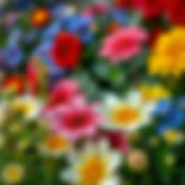 Diverse Blooms: A Close-Up of Colorful Flowering Plants Close-up of flowering plants in various colors