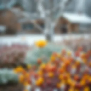 Winter landscape featuring colorful resilient plants