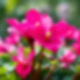 Vibrant cyclamen flower in full bloom