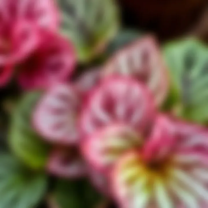 Unique Patterns of Cyclamen Leaves Close-up of cyclamen leaves showcasing their unique patterns