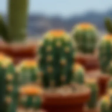 Common Diseases in Spiny Cacti A detailed diagram highlighting the common diseases affecting spiny cacti