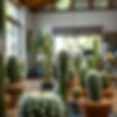 Indoor Display of Spiny Cacti A well-lit indoor environment with various potted spiny cacti arranged aesthetically