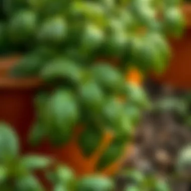 Harvesting fresh basil leaves