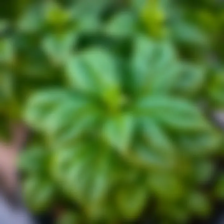 Basil plant with rich green leaves