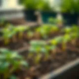 Basil seedlings in a garden bed