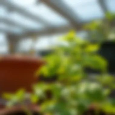 Basil plant thriving in sunlight