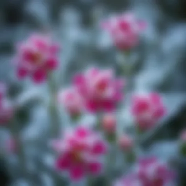 A close-up of frost-tolerant blooms with snowflakes