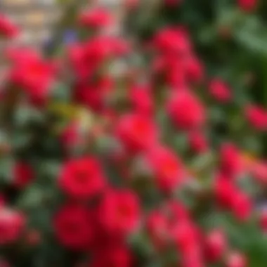 A vibrant rose bush in full bloom, showcasing rich colors and healthy foliage