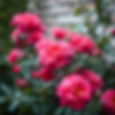 Vibrant Rose Bush in Bloom An elegant rose bush in full bloom showcasing vibrant colors.