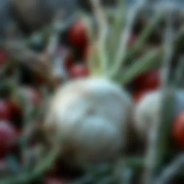 Close-up of a winter vegetable harvest