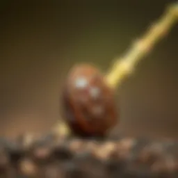A close-up of a date seed ready for planting