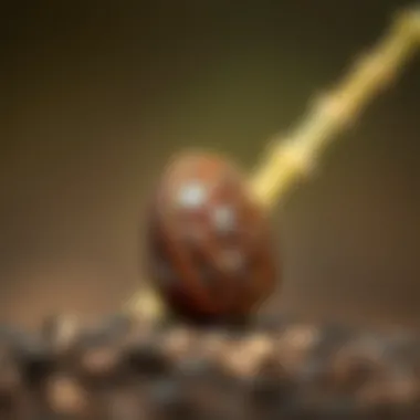 Date Seed Up Close A close-up of a date seed ready for planting