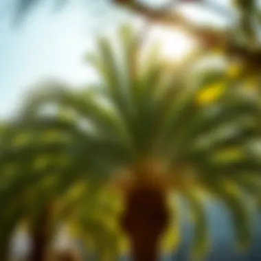 Healthy date palm tree growing in sunlight