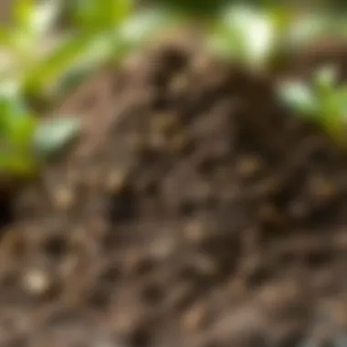 Rich, fertile soil prepared for planting date seeds