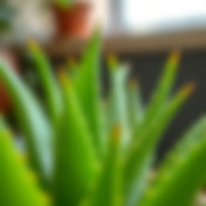 Detailed View of Aloe Vera Leaves Close-up of aloe vera leaves showcasing their texture