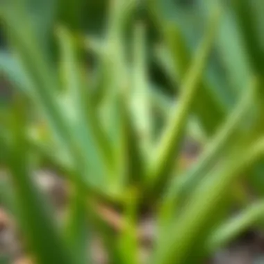 Strategies for Safeguarding Aloe Vera from Pests Protective measures against common aloe vera pests