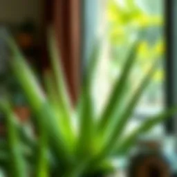 Vibrant aloe vera plant in a well-lit environment