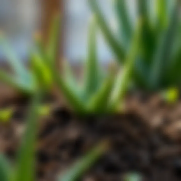 Ideal Soil Composition for Aloe Vera Soil mixture suitable for aloe vera cultivation