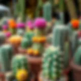 A variety of colorful cacti with unique shapes