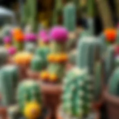 Diverse Cacti Showcase A variety of colorful cacti with unique shapes