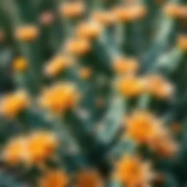 Captivating Cactus Blossoms Close-up of blooming cactus flowers
