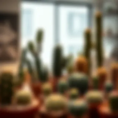 Stylish Indoor Cactus Display Cacti arranged in a modern indoor setting