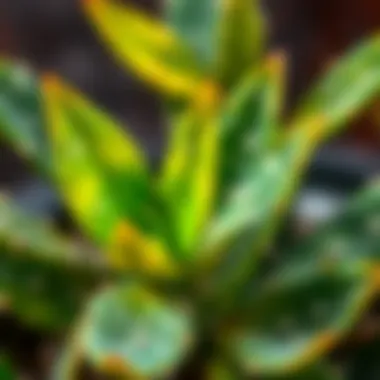 Unique Cactus Leaves Vibrant cactus leaves showcasing their unique texture and color