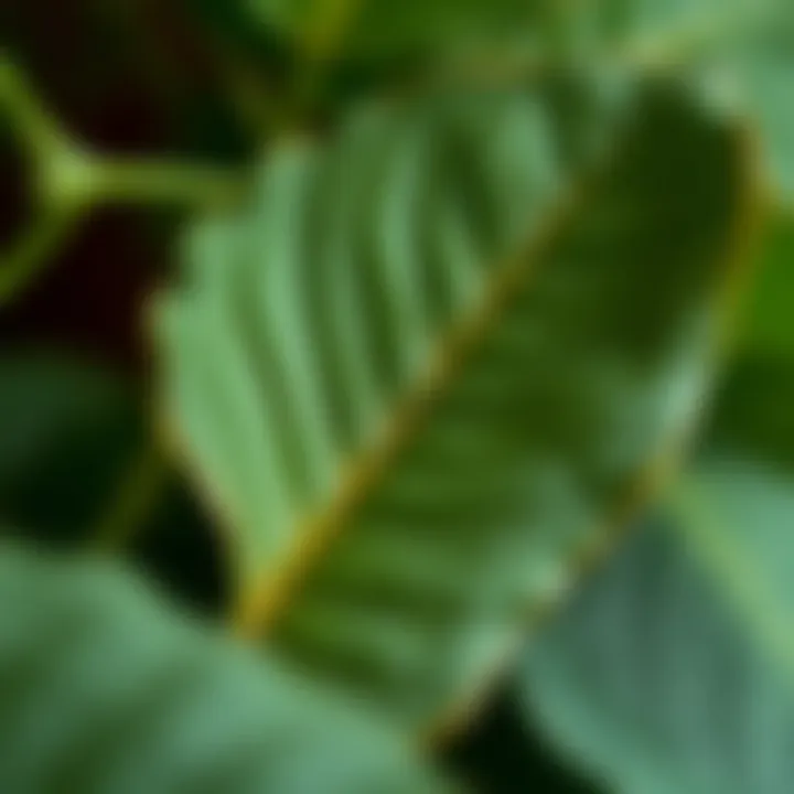 Detailed Texture of Kokina Leaves A detailed view of Kokina leaves, emphasizing their texture and color.
