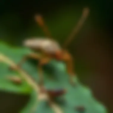 A close-up of a dry leaf insect mimicking its natural surroundings