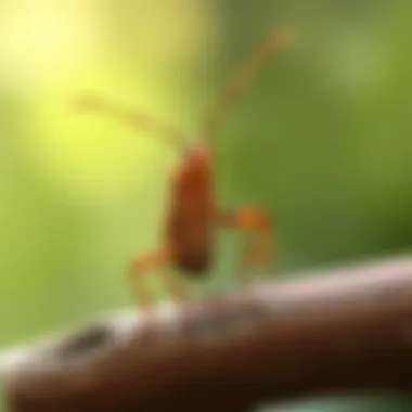 An illustration showing the life cycle of the dry leaf insect