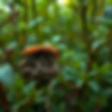 The habitat of the dry leaf insect in a lush green environment