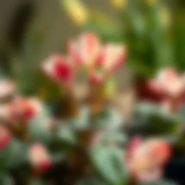 Leaf Propagation Technique for Cyclamen Illustration of leaf propagation technique for cyclamen