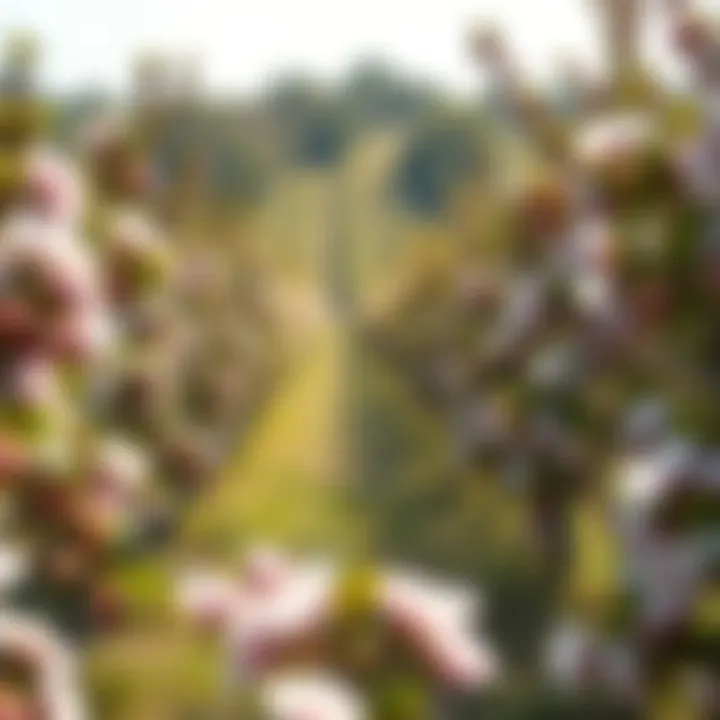 Diverse Orchard in Bloom Vibrant orchard showcasing diverse fruit trees in full bloom